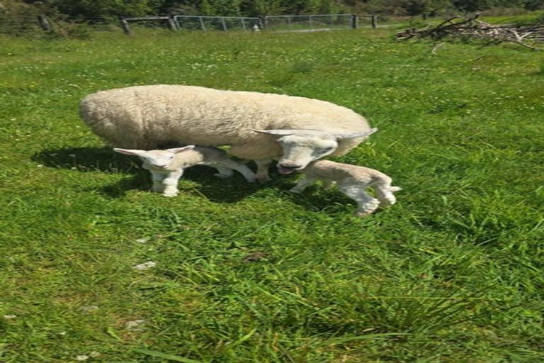 Photo of property in 1161 Marsden Road, Marsden, Greymouth, 7872