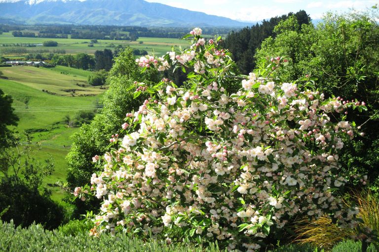 Photo of property in 306 Downs Road, Geraldine Downs, Geraldine, 7991