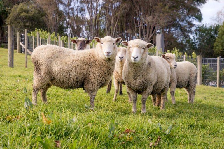 Photo of property in 4 Viv Davie-martin Drive, Warkworth, 0984