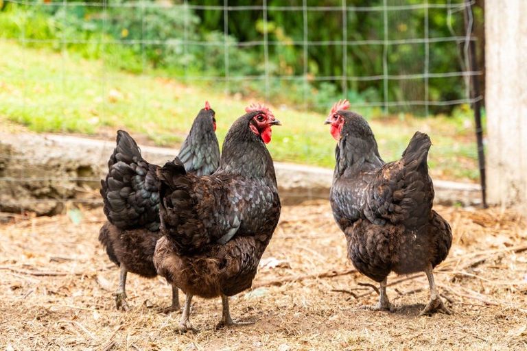 Photo of property in 92 Hokianga Road, Dargaville, 0310