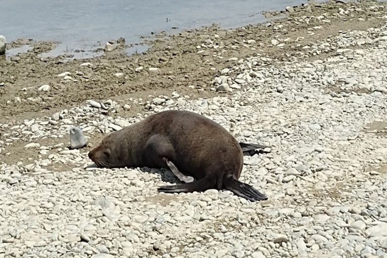 Photo of property in 17 Stopbank Road, Milford, Temuka, 7986