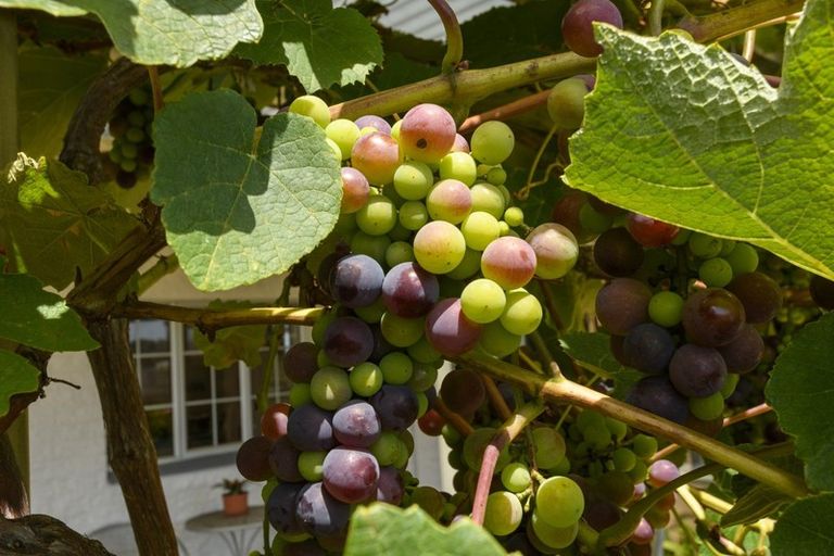 Photo of property in 113 Laurence Street North, Gate Pa, Tauranga, 3112