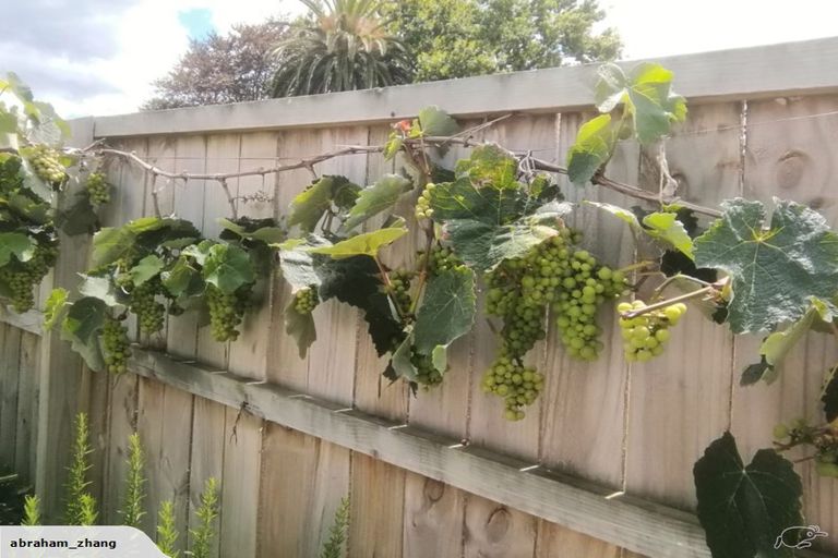 Photo of property in 13 Cooladerry Place, Rosehill, Papakura, 2113