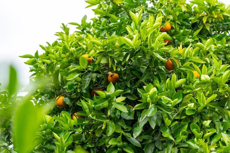 Photo of property in 16 Moana Place, Morrinsville, 3300