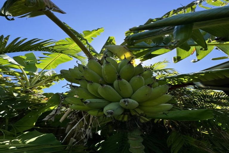 Photo of property in 187 Kuaotunu Wharekaho Road, Kuaotunu, Whitianga, 3592