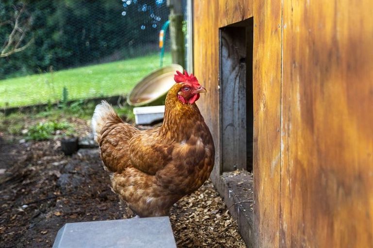 Photo of property in 92 Dennis Road, Kaipara Flats, Warkworth, 0981