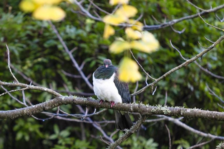 Photo of property in 370 Rimmer Road, Helensville, 0875