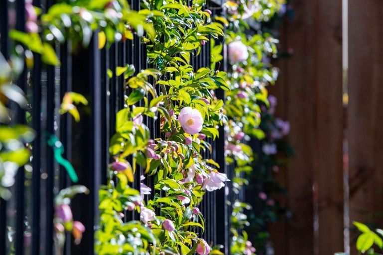 Photo of property in 1/3 Manning Street, Hamilton Central, Hamilton, 3204