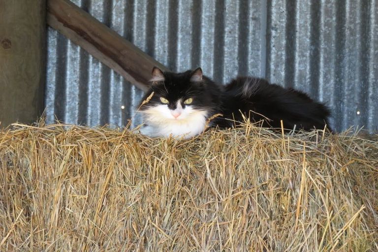 Photo of property in 204 Kerrytown Road, Kerrytown, Timaru, 7975