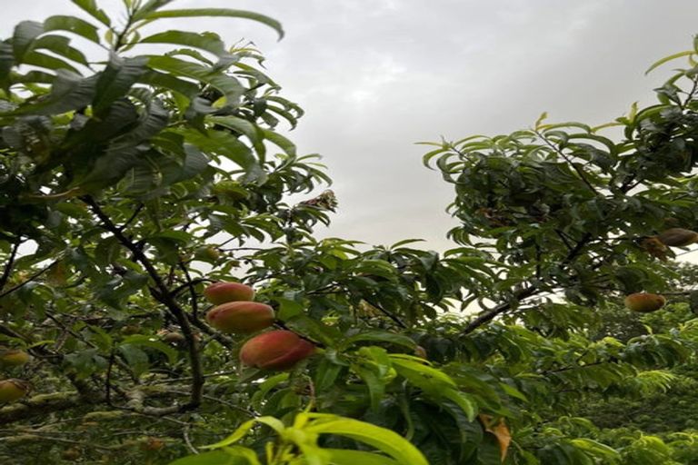 Photo of property in 1314 Wairamarama Onewhero Road, Onewhero, Tuakau, 2697