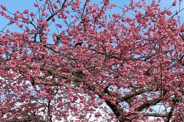 Photo of property in 529 Kane Street, Pirongia, 3802