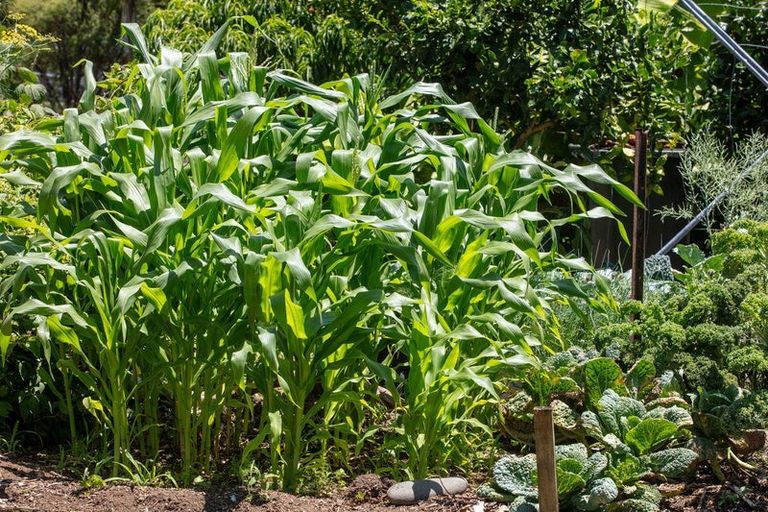 Photo of property in 348 Main Sh25 Road, Tairua, 3508