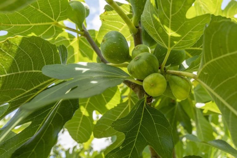 Photo of property in 3 Te Karaka Drive, Te Puna, Whakamarama, 3172