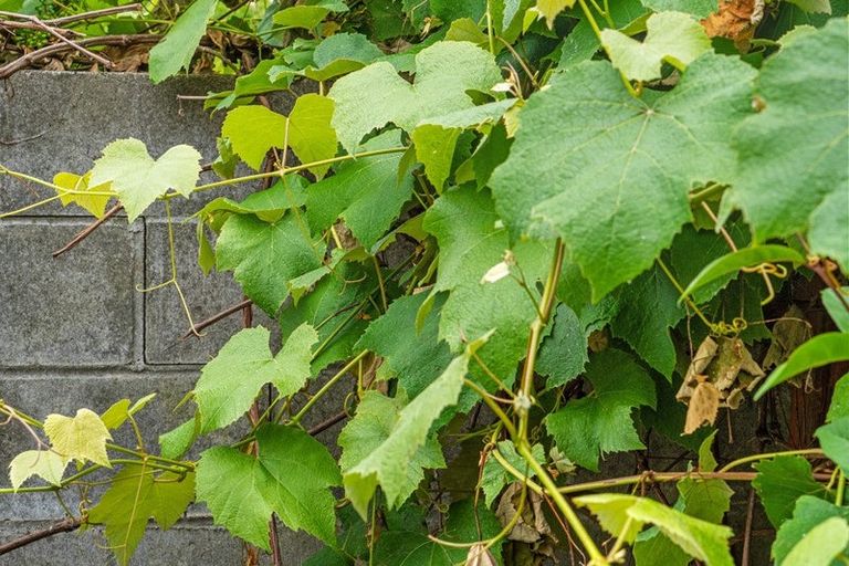 Photo of property in 15 Rothesay Place, Dinsdale, Hamilton, 3204