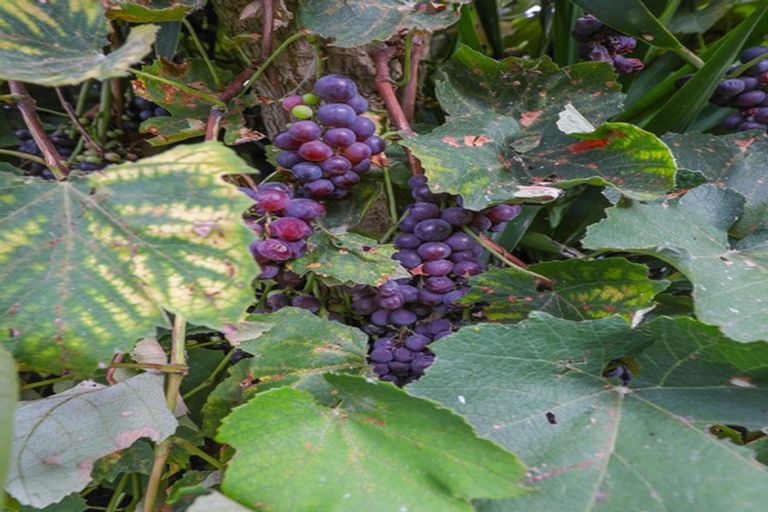 Photo of property in 79/79a Gordon Avenue, Te Aroha, 3392