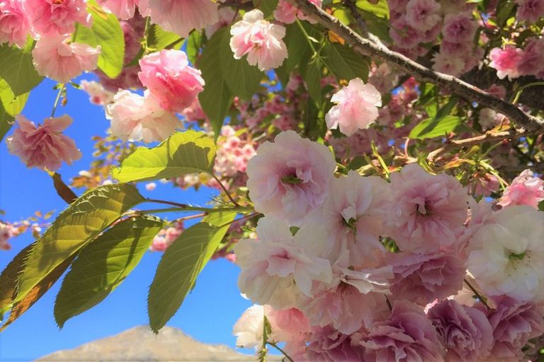 Photo of property in 16 Herries Lane, Lake Hayes, Queenstown, 9304