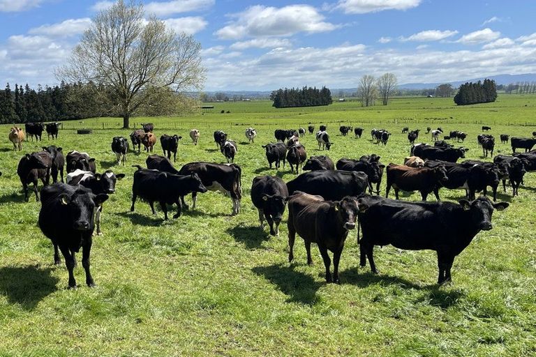 Photo of property in 16 Mcrae Road, Otewa, Otorohanga, 3972