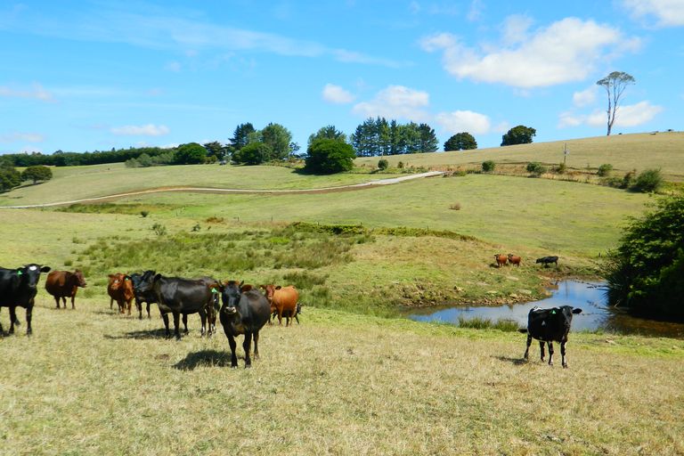 Photo of property in 524 Te Ahu Ahu Road, Waimate North, Kerikeri, 0293