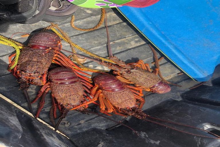 Photo of property in 1 Nunu Drive, Flat Point, Masterton, 5883