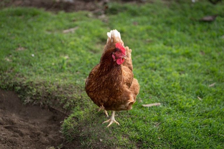 Photo of property in 31 Naylor Street, Hamilton East, Hamilton, 3216