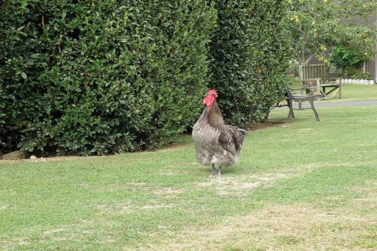 Photo of property in 175 Waiomou Road, Tapapa, Tirau, 3485