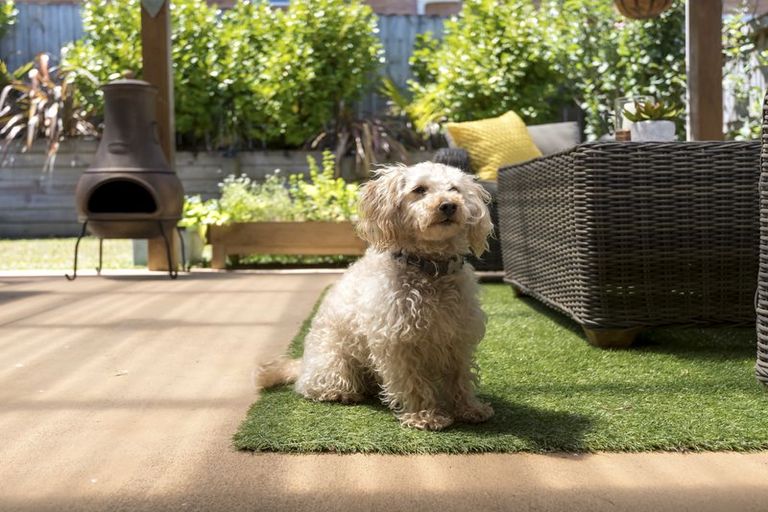 Photo of property in 4 Galvan Avenue, Sunnyhills, Auckland, 2010