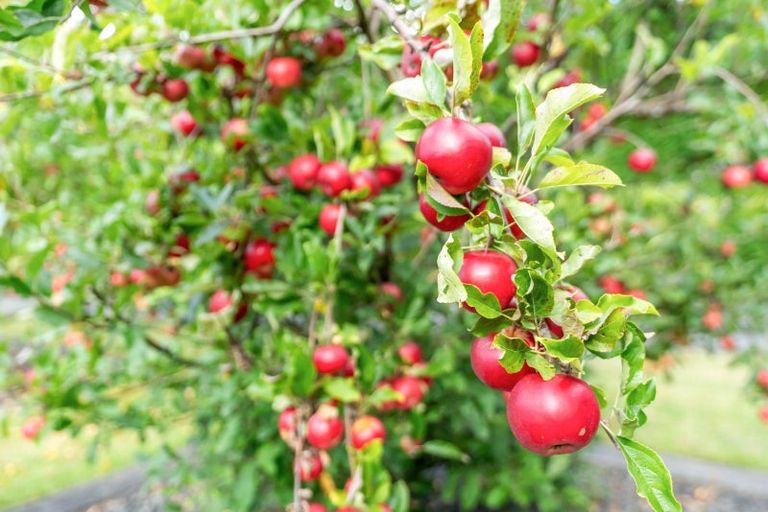 Photo of property in 185 Going Road, Ruatangata West, Kamo, 0185