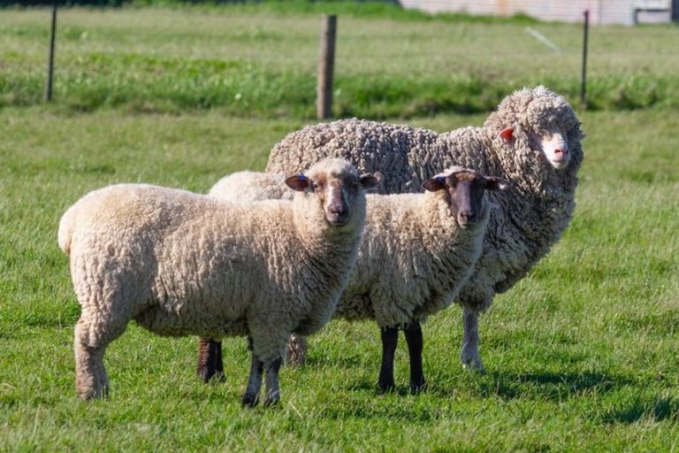 Photo of property in 2-6 Inkerman Street, Renwick, 7204