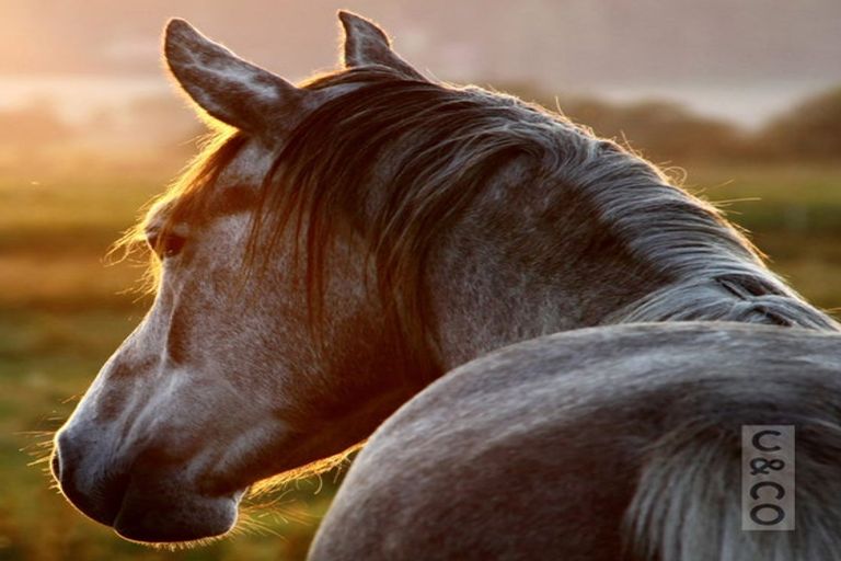 Photo of property in 188 Mcpike Road, Waimauku, 0883