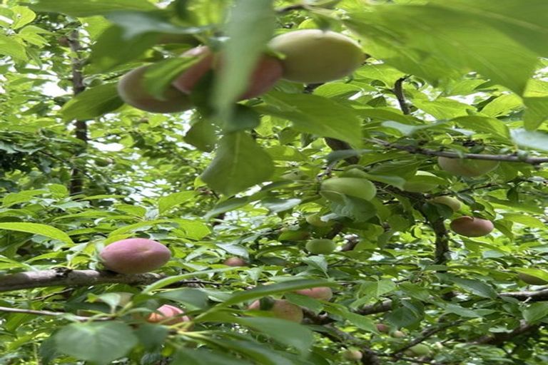 Photo of property in 8 Girvan Terrace, Wattle Downs, Auckland, 2103