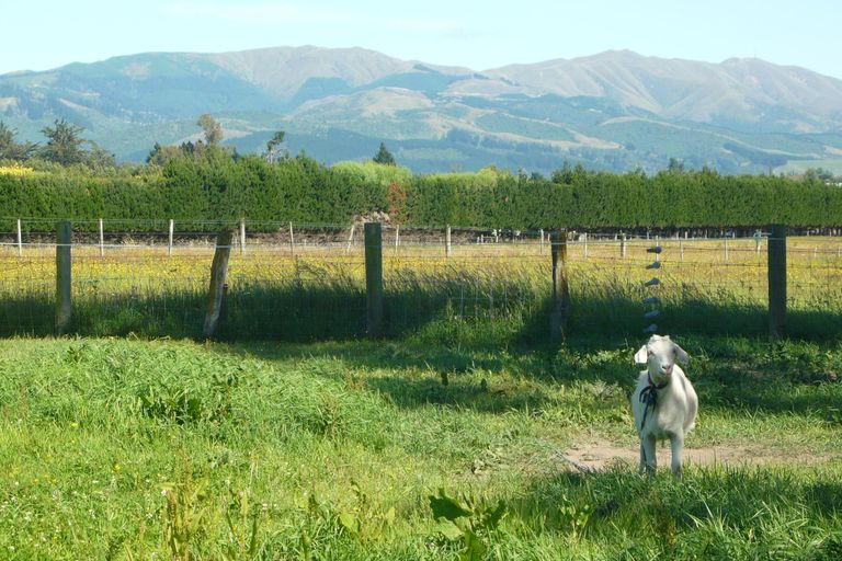 Photo of property in 52 Timaru Road, Waimate, 7924