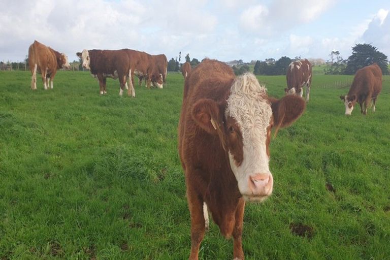 Photo of property in 412b Corbett Road, Lepperton, New Plymouth, 4373