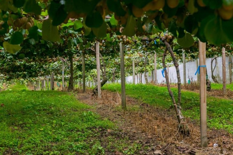 Photo of property in 37 Jacks Lane, Oropi, Tauranga, 3173