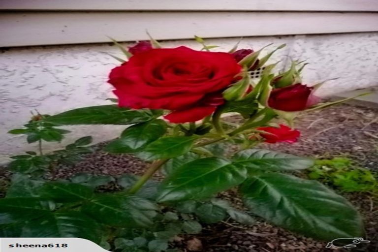 Photo of property in 35 York Street, Hamilton East, Hamilton, 3216