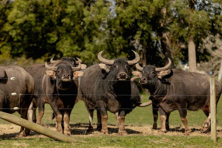 Photo of property in 97f Poplar Lane, Edgecumbe, Whakatane, 3192