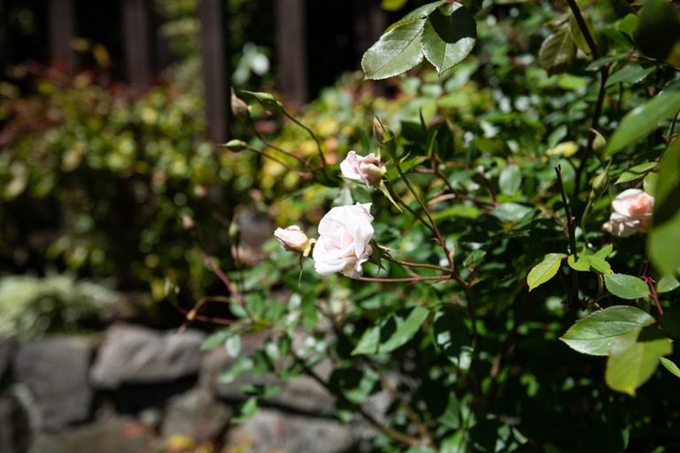 Photo of property in 72 Churton Drive, Churton Park, Wellington, 6037