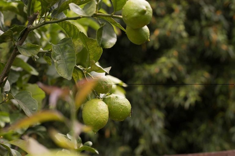 Photo of property in 60 Kohekohe Street, New Lynn, Auckland, 0600