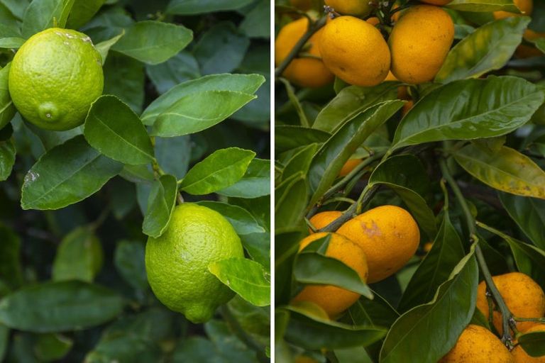 Photo of property in 9 Tamworth Place, Gate Pa, Tauranga, 3112