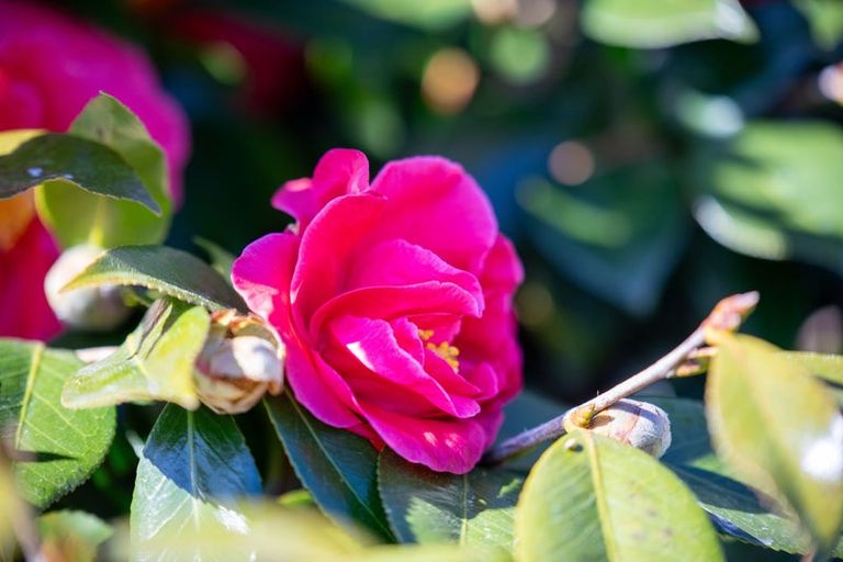 Photo of property in 3 Dalton Crescent, Dinsdale, Hamilton, 3204