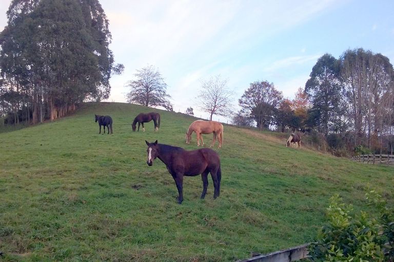 Photo of property in 269 Waikoha Road, Karamu, Hamilton, 3285