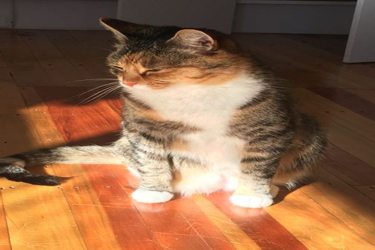 Photo of property in 5 Doris Street, Richmond, 7020