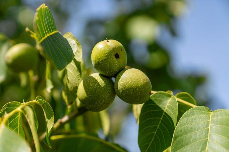 Photo of property in 8 Hawkins Drive, Martinborough, 5711