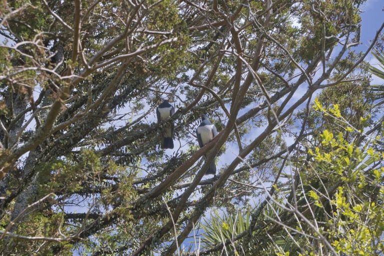 Photo of property in 86 Wanganui Flat Road, Harihari, 7884