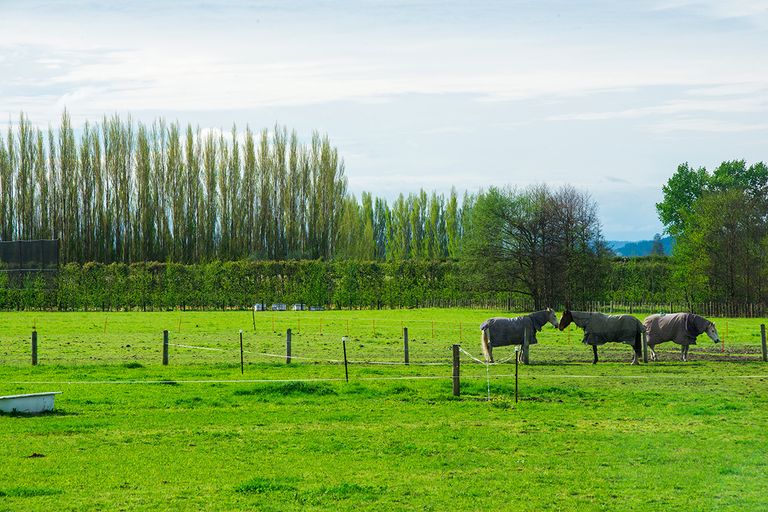 Photo of property in 171 Main Road, Matawhero, Gisborne, 4071