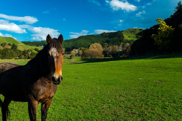 Photo of property in 673g Riverside Road, Matokitoki, Gisborne, 4071