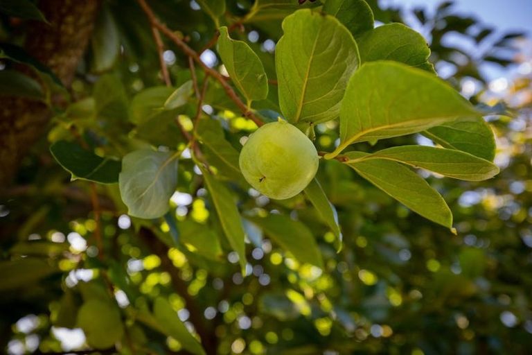 Photo of property in 118 Links Avenue, Mount Maunganui, 3116