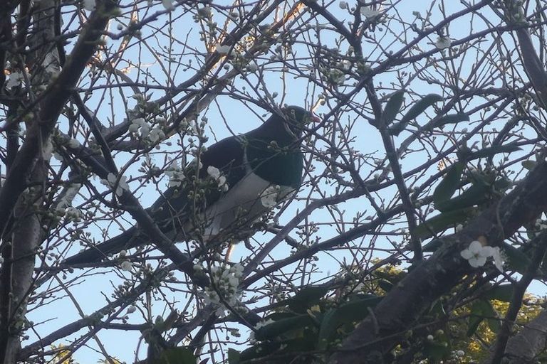 Photo of property in 41 Cleland Crescent, Naenae, Lower Hutt, 5011