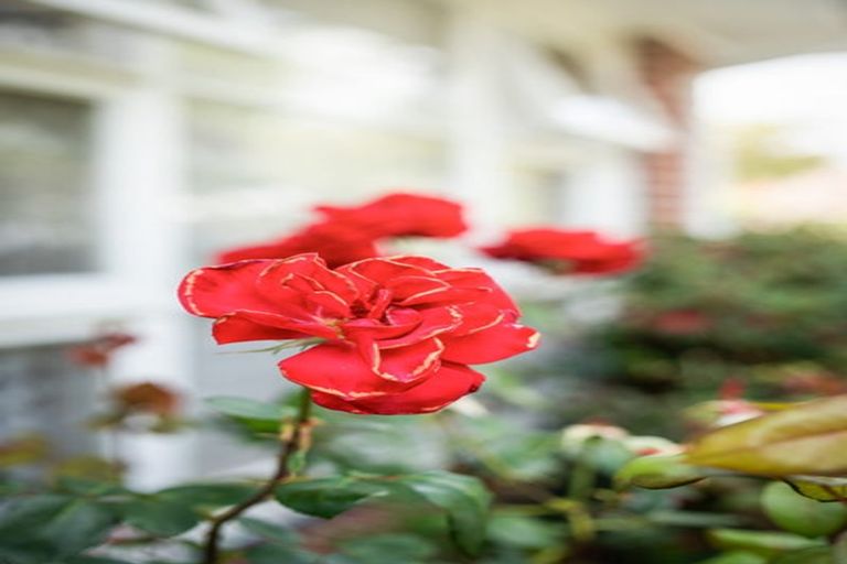 Photo of property in 10 Haslett Place, Upper Riccarton, Christchurch, 8041