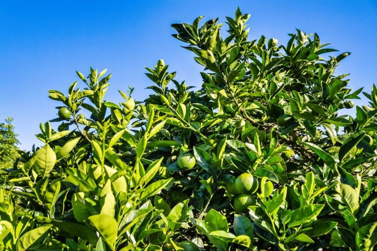 Photo of property in 82 Upland Road, Aongatete, Katikati, 3181