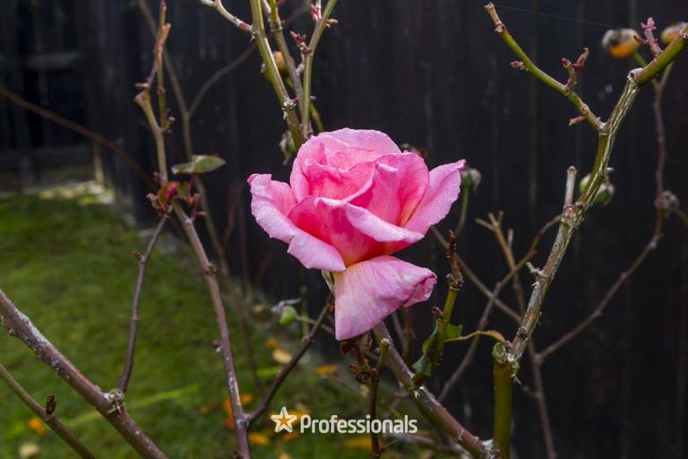 Photo of property in 82b Mcleod Street, Elderslea, Upper Hutt, 5018